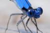 Close up of Damselfly