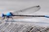 Damselfly