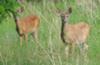 Deer along the Trails