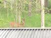 From my kitchen window - deer behind the shed