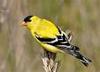 Male Goldfinch