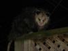 Possum close-up