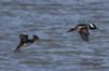 Hooded Merganser