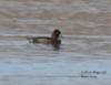 Lesser Scaup