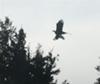 Eagle in flight