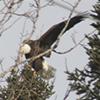 Landing on a tree