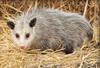 2017 Summer Ontario Possum