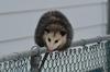 Fall Possum on a fence, Ontario, Canada