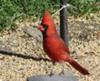 Male Cardinal