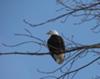 Adult Bald Eagle