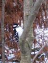 Woodpecker