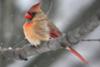 Female Northern Cardinal 