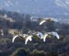 Tundra Swans in flight