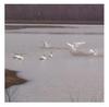 Tundra Swans - Southern Ontario, Spring Migration