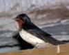 Barn Swallow - nesting time