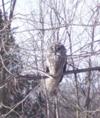 Great Gray Owl, Kingsville, Ontario