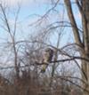 Great Grey Owl, Kingsville, Ontario