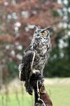 Great Horned Owl