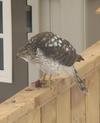 Hawk with meal