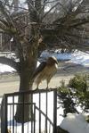 Hawk on Railing