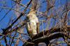 Cooper's Hawk in tree