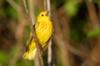 Yellow Warbler