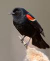 Red Winged Blackbird