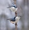 Whitebreasted Nuthatch