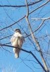 High Park Hawk