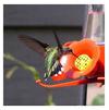 Hummingbird at the feeder