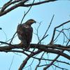 Spotted at dusk perched up on a tree facing east. 