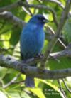 Indigo Bunting