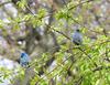 Indigo Buntings