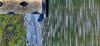 Indigo Bunting at the bird feeder, May 2026