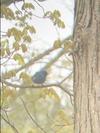 Indigo Bunting