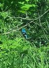 Indigo Bunting