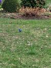 Indigo Bunting, Hillsburgh, Ontario