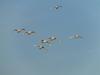 Tundra Swans flying overhead