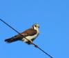 Kestrel on a wire