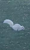 White Squirrel in Lakeshore