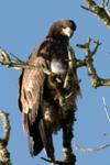 Juvenile Bald Eagle