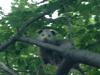 London Possum in the tree