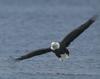 Ontario Bald Eagle