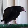 Turkey Vulture