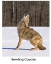 Howling Coyote