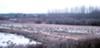 Tundra Swans resting & feeding