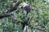 Bald Eagle looking at us