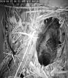 Mom sitting on nest