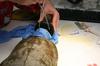The turtle is masked under a general anesthetic. Head has to be held out
