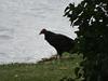 Turkey Vulture eating fish
